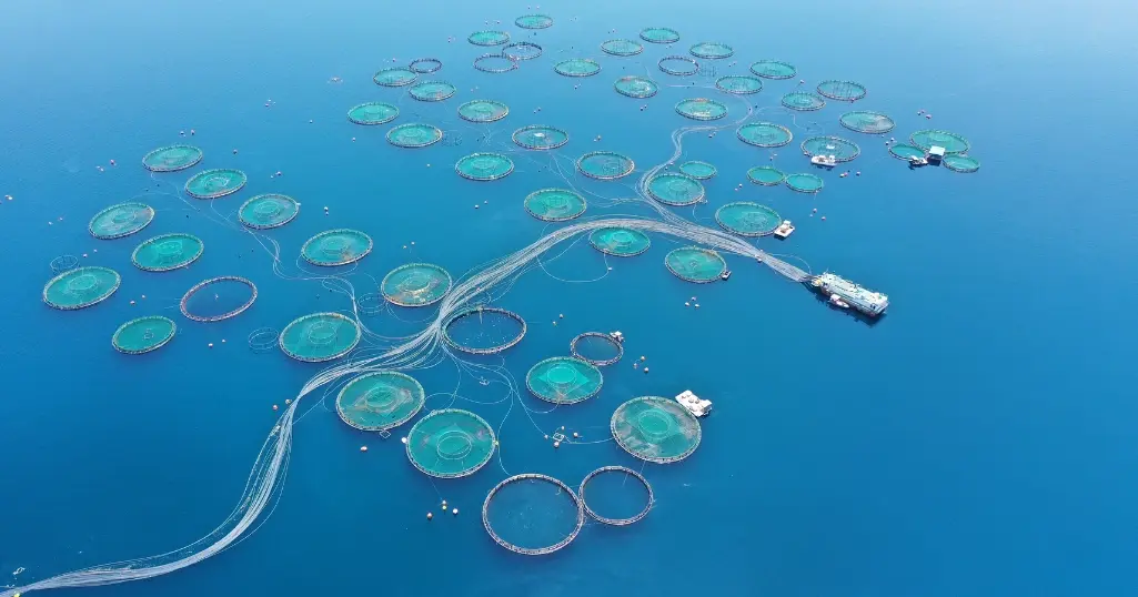 Digital Aquaculture: The Krucial Guide to Digitizing Sea Farms