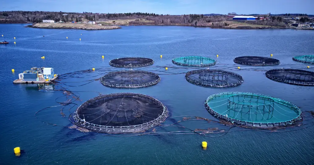 Digitizing & Revolutionizing Aquaculture Asset Monitoring Systems