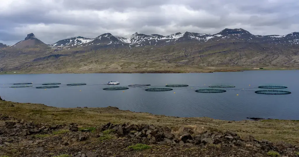 How Connected Seafarm Allows For Uninterrupted Fish Feeding In Hard-to-Access Locations